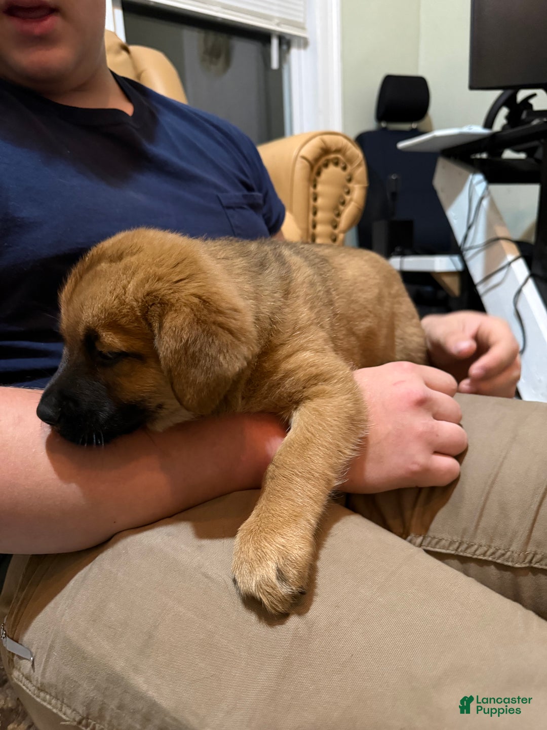 Mixed Breed dogs for sale: Mixed Breed Puppy 1 - Ad 5