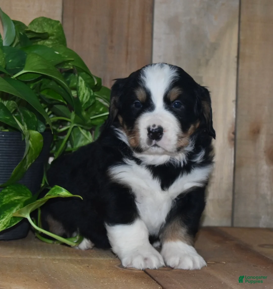 Bernese Mountain Dog dogs for sale: Poppy - Ad 3