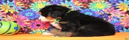 Bernese Mountain Dog dogs for sale: Murphy  - Ad 11