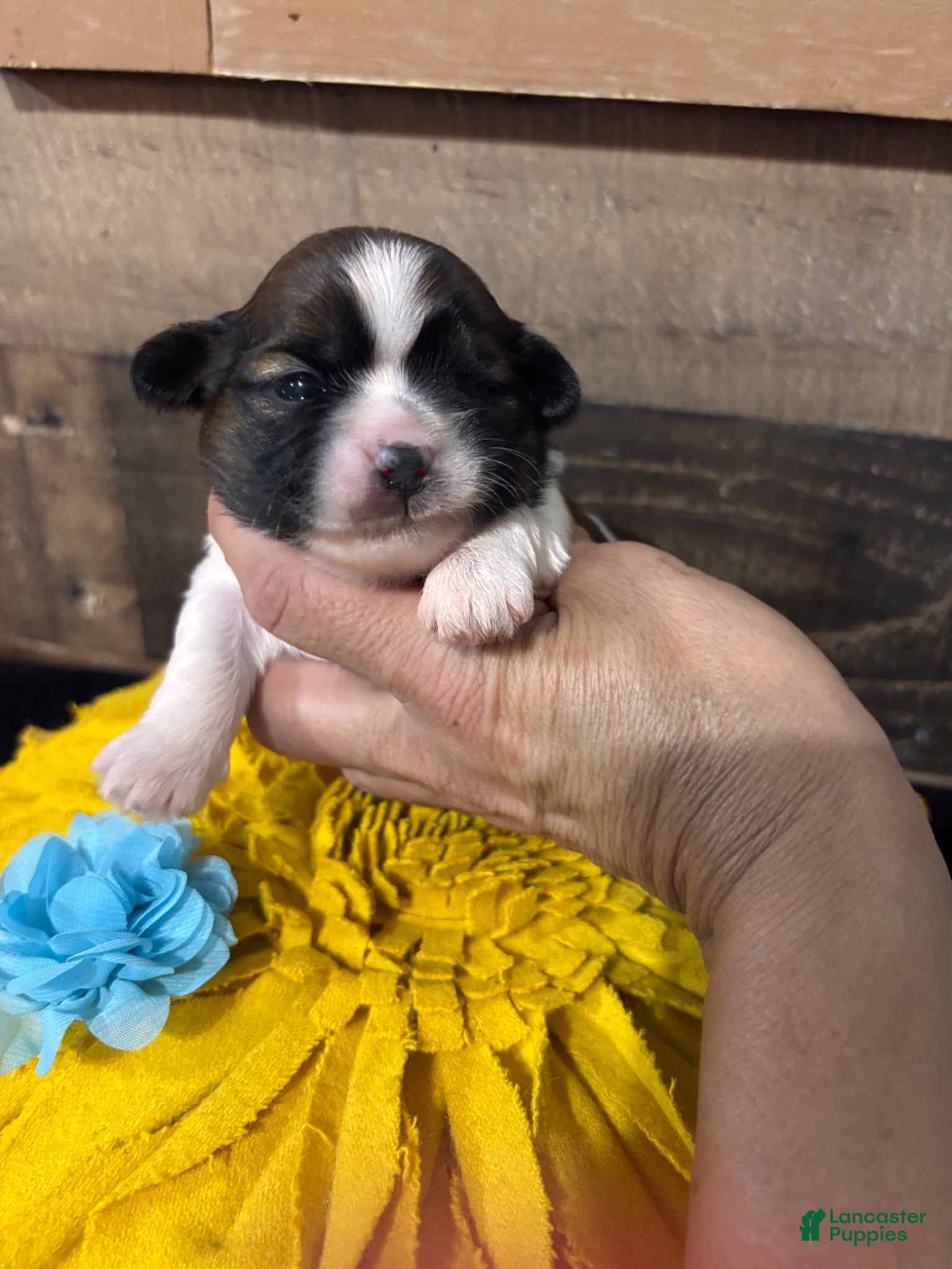Shih Tzu dogs Shih Tzu 1 - Ad 4