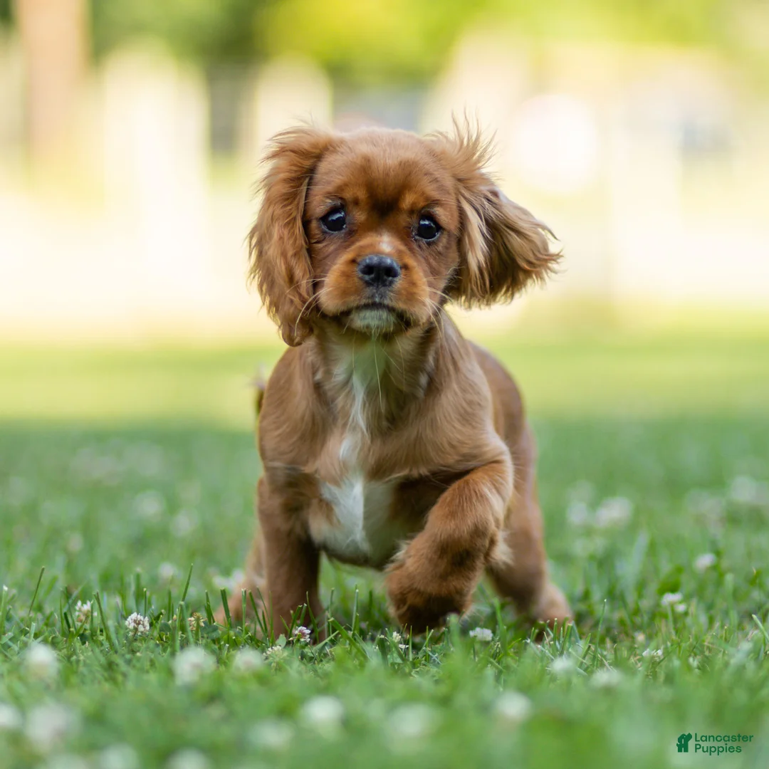 Cavalier King Charles Spaniel dogs for sale: Violet Cavalier King Charles Spaniel  - Ad 1