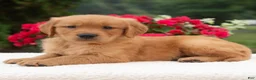 Golden Retriever dogs for sale: Kyle  - Ad 2