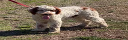 Mini Goldendoodle dogs for sale: Buster - Ad 5