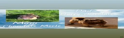 Pug dogs for sale: Truffle - Ad 3