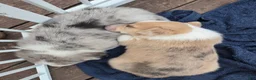 Welsh Corgi Pembroke dogs for sale: Welsh Corgi Pembroke 1 - Ad 12