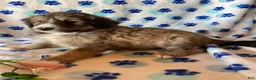 Mixed Breed dogs for sale: Charlie - Ad 4