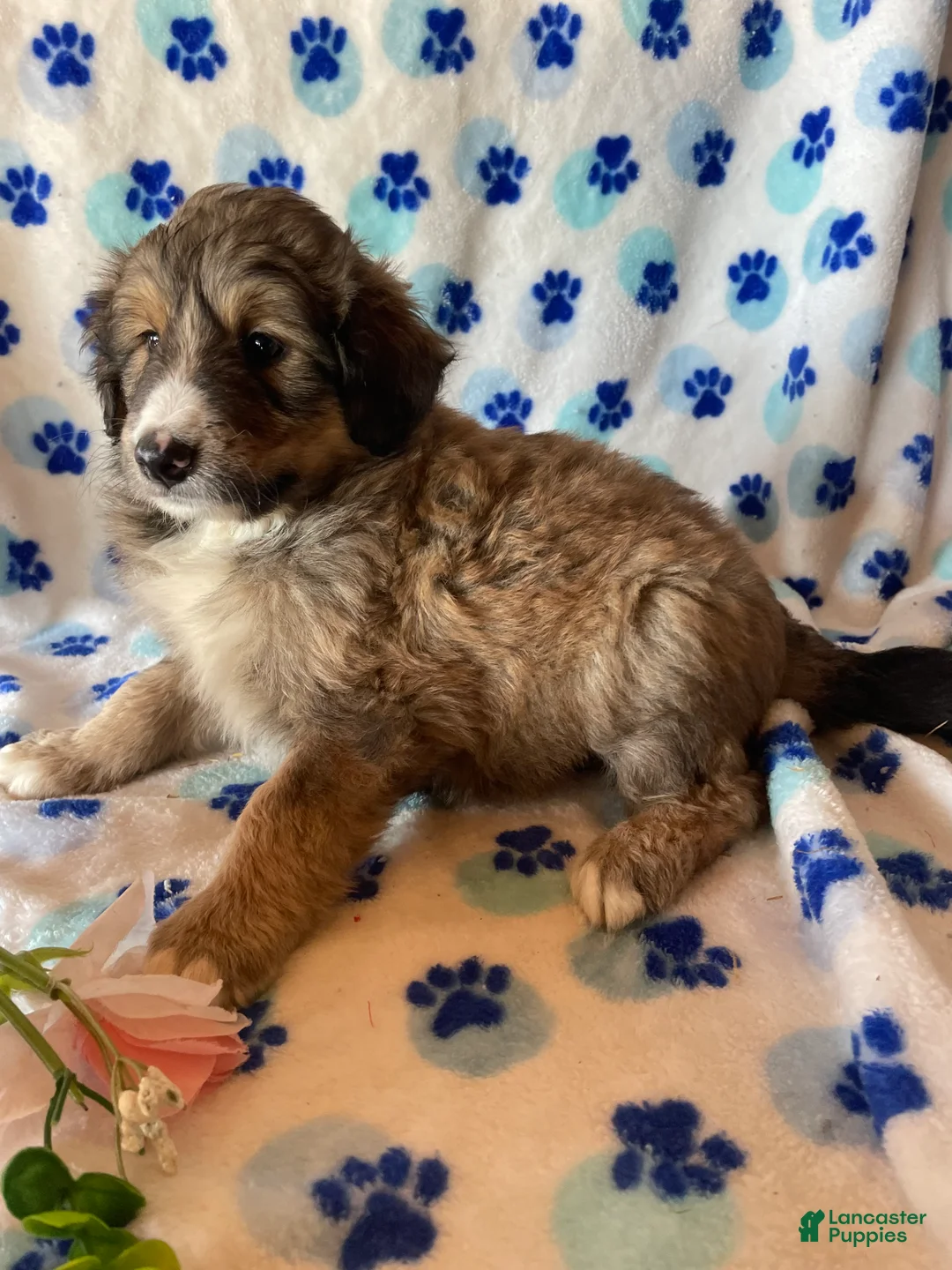 Mixed Breed dogs for sale: Charlie - Ad 4