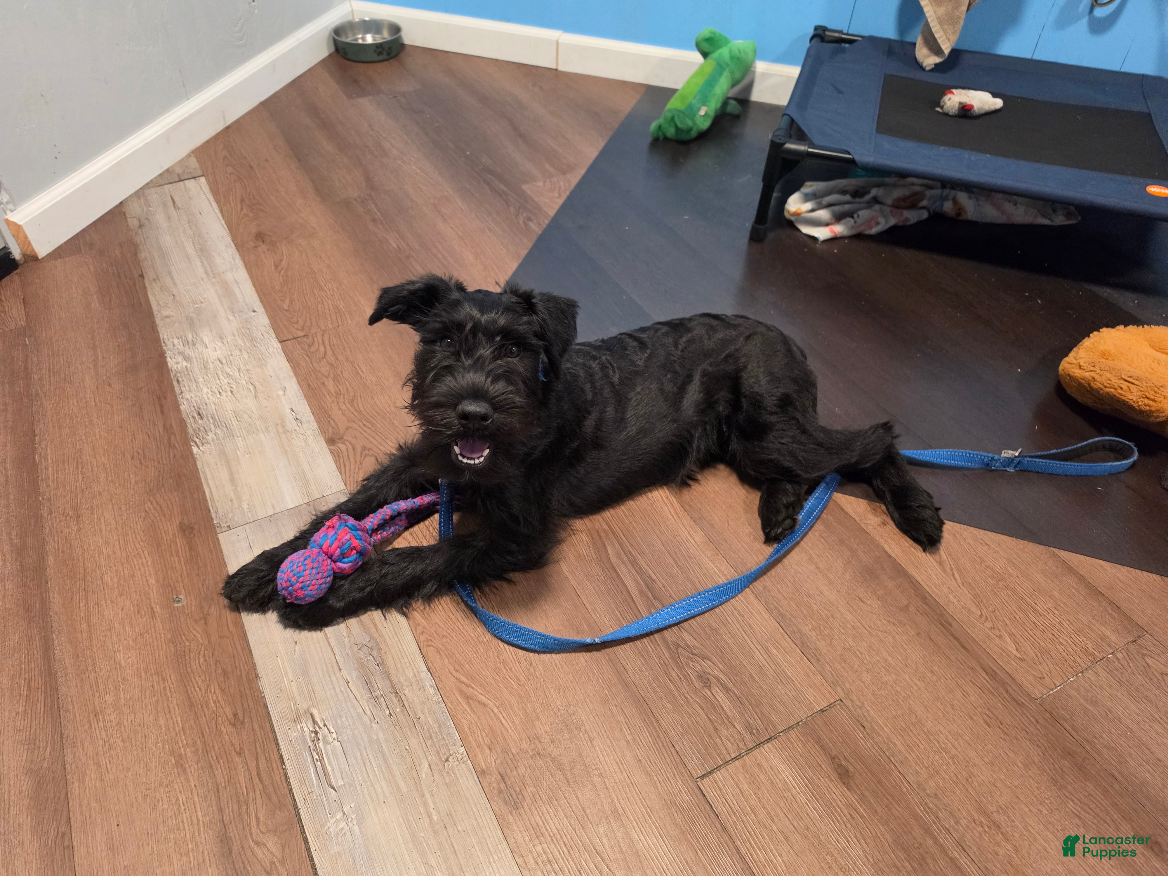 Standard Schnauzer dogs LILY- Standard Schnauzer  - Ad 2