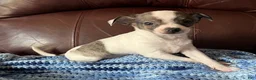 Chiweenie dogs for sale: Chiweenie 1 - Ad 8