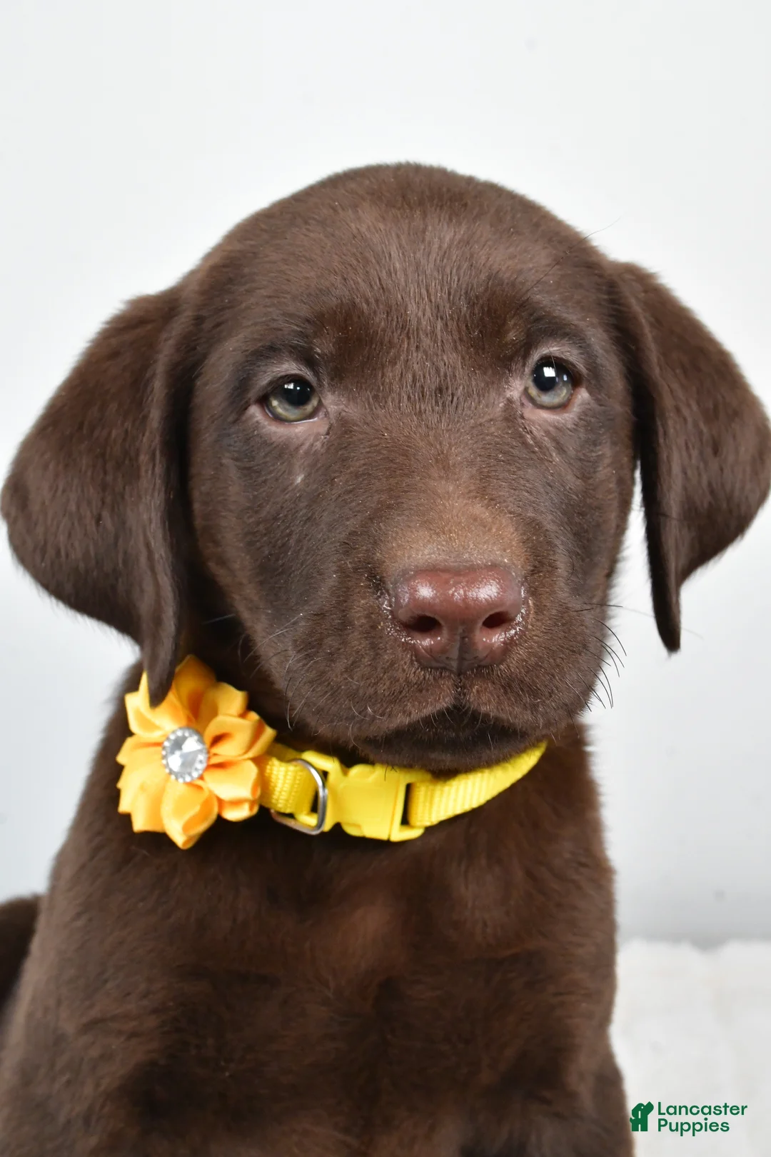 Labrador Retriever dogs for sale: Moxi - Ad 4