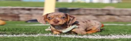 Miniature Dachshund dogs for sale: Buddy - Ad 7