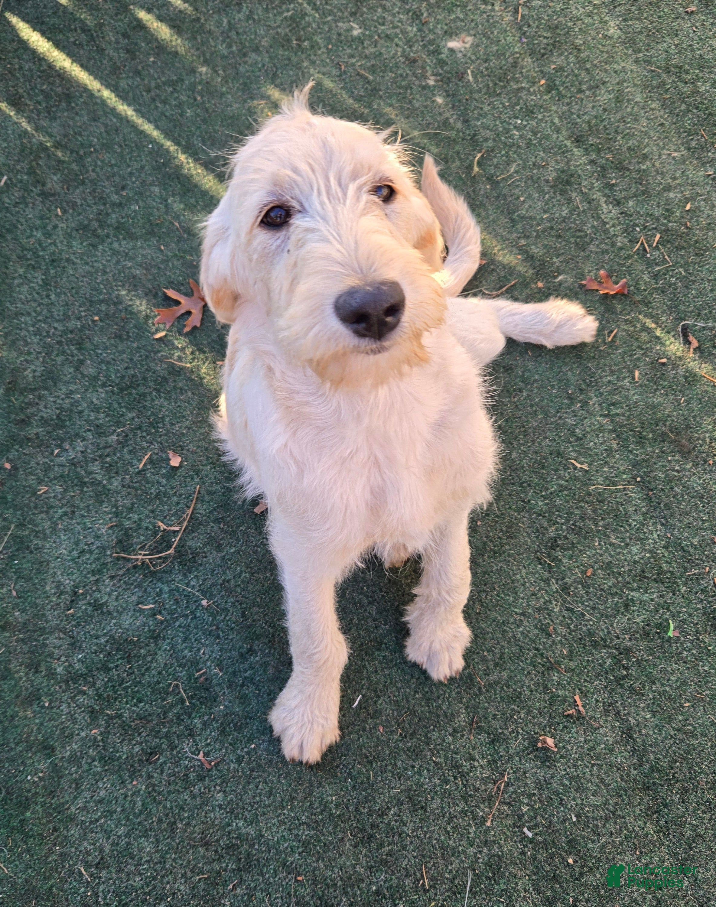 Labradoodle dogs for sale: TIA - Ad 2