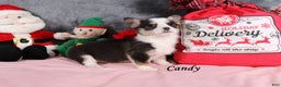 Welsh Corgi Pembroke dogs for sale: Candy - Ad 2