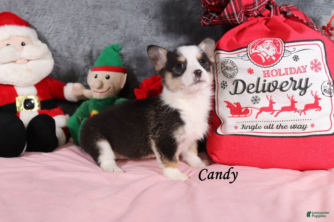Welsh Corgi Pembroke dogs for sale: Candy - Ad 2