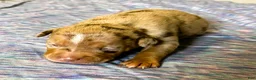 American Bully dogs for sale: "ZENDAYA" MERLE LILAC QUAD COLOR - Ad 3