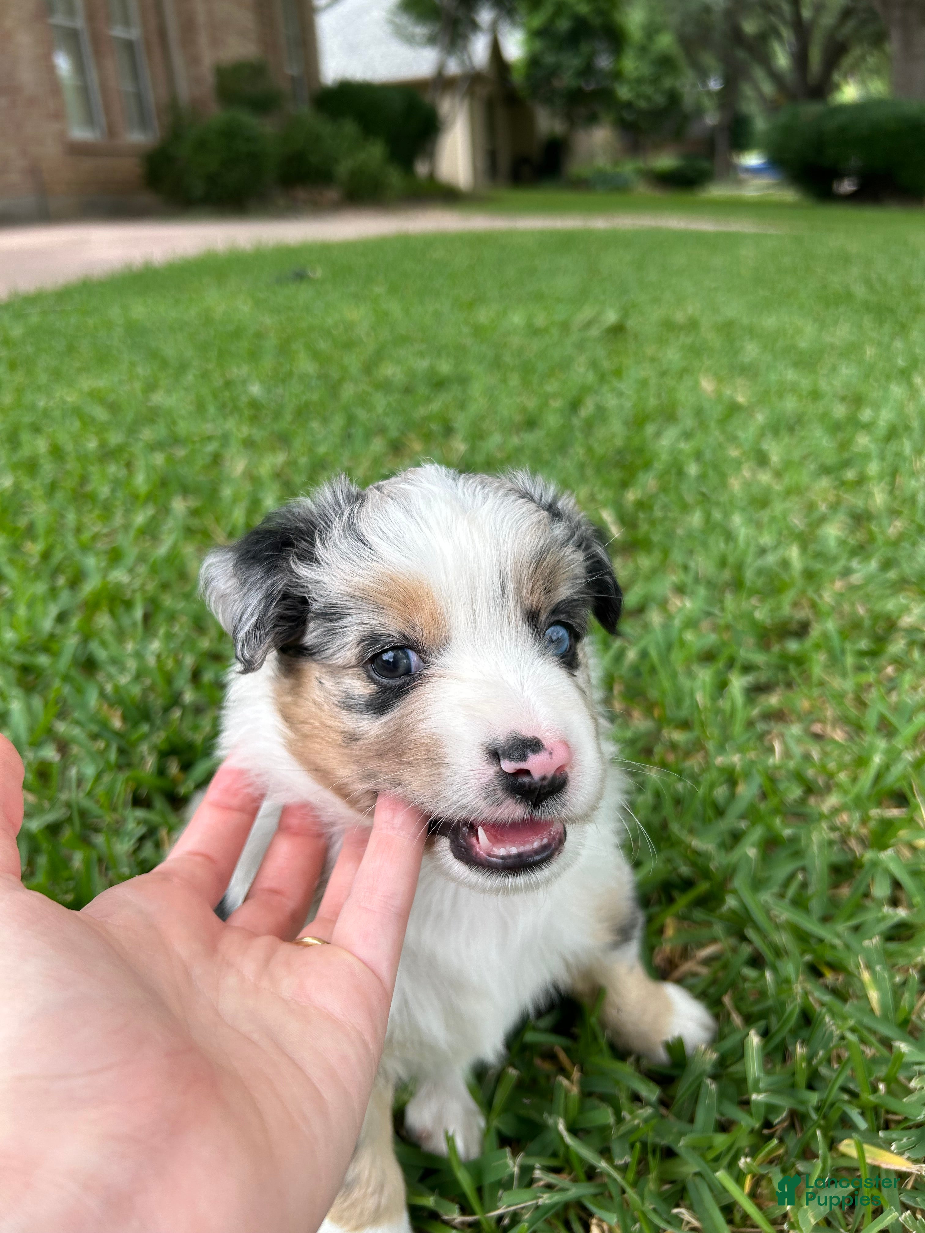 Miniature Australian Shepherd dogs Willa - Ad 1