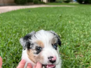 Miniature Australian Shepherd dogs Willa - Ad 3