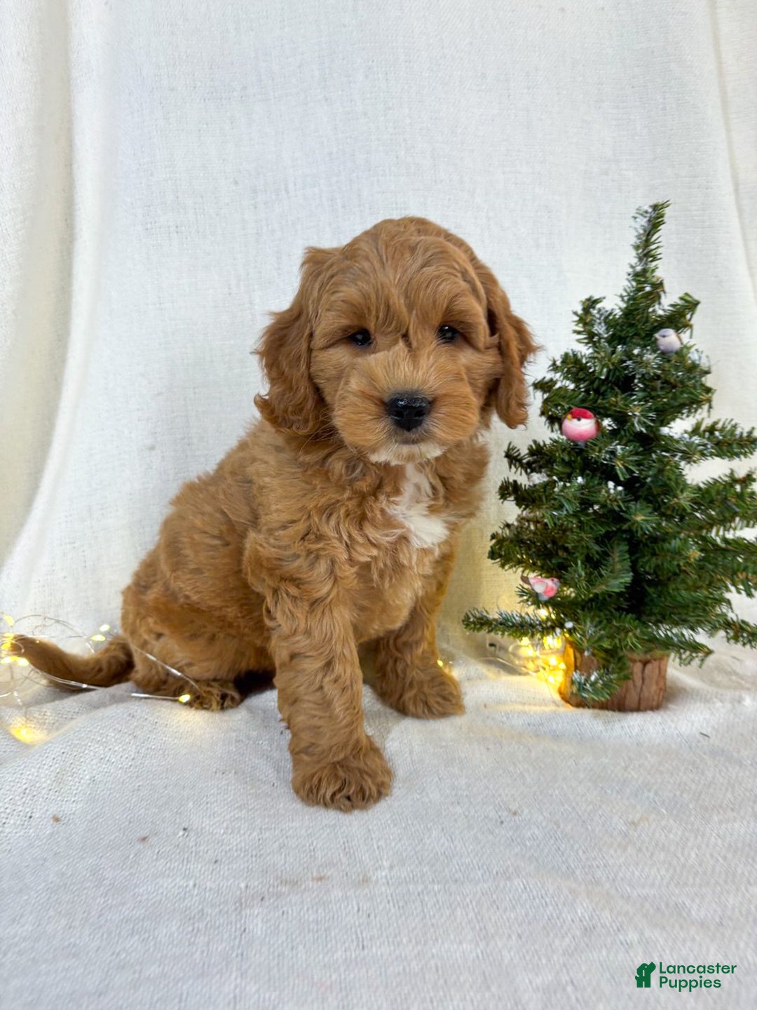 Mini Goldendoodle dogs for sale: Chip - Ad 7