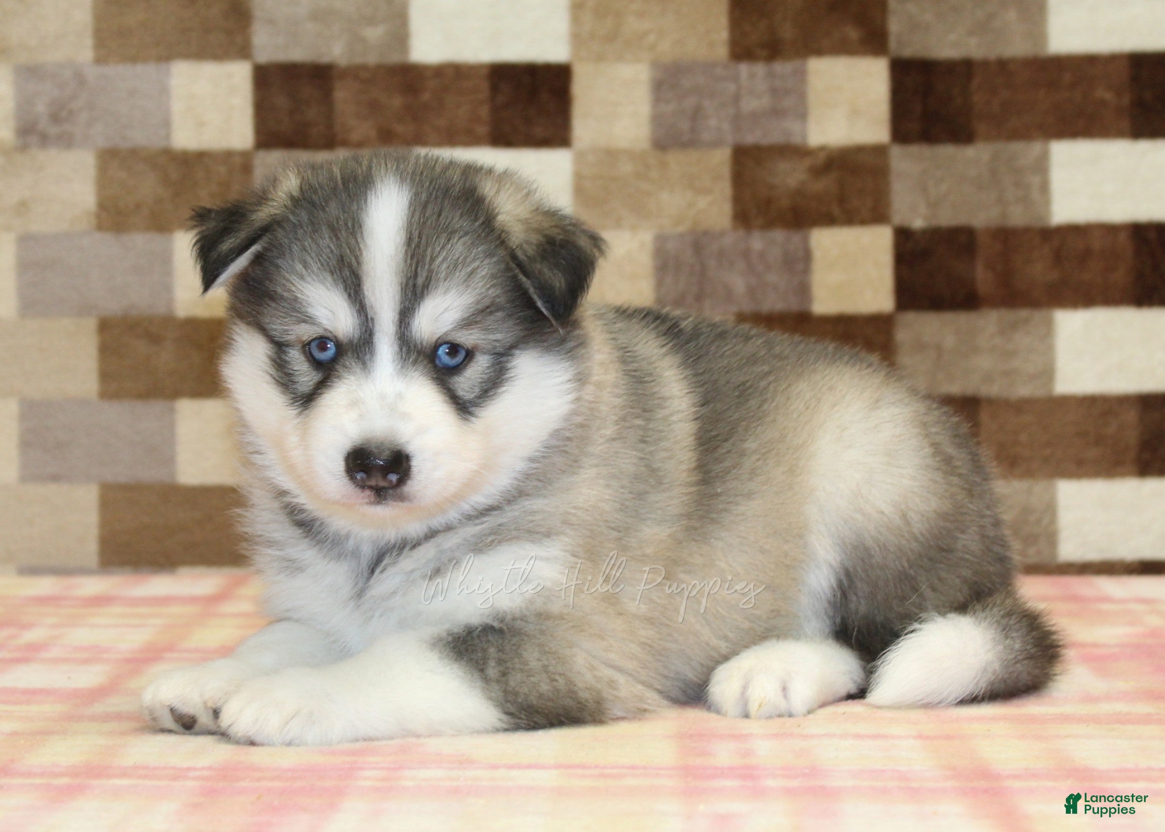 Pomsky dogs Wrigley - Ad 2