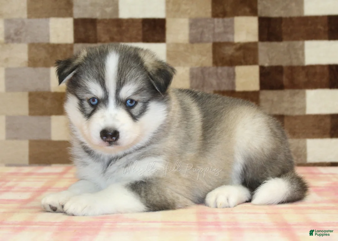 Pomsky dogs for sale: Wrigley - Ad 2