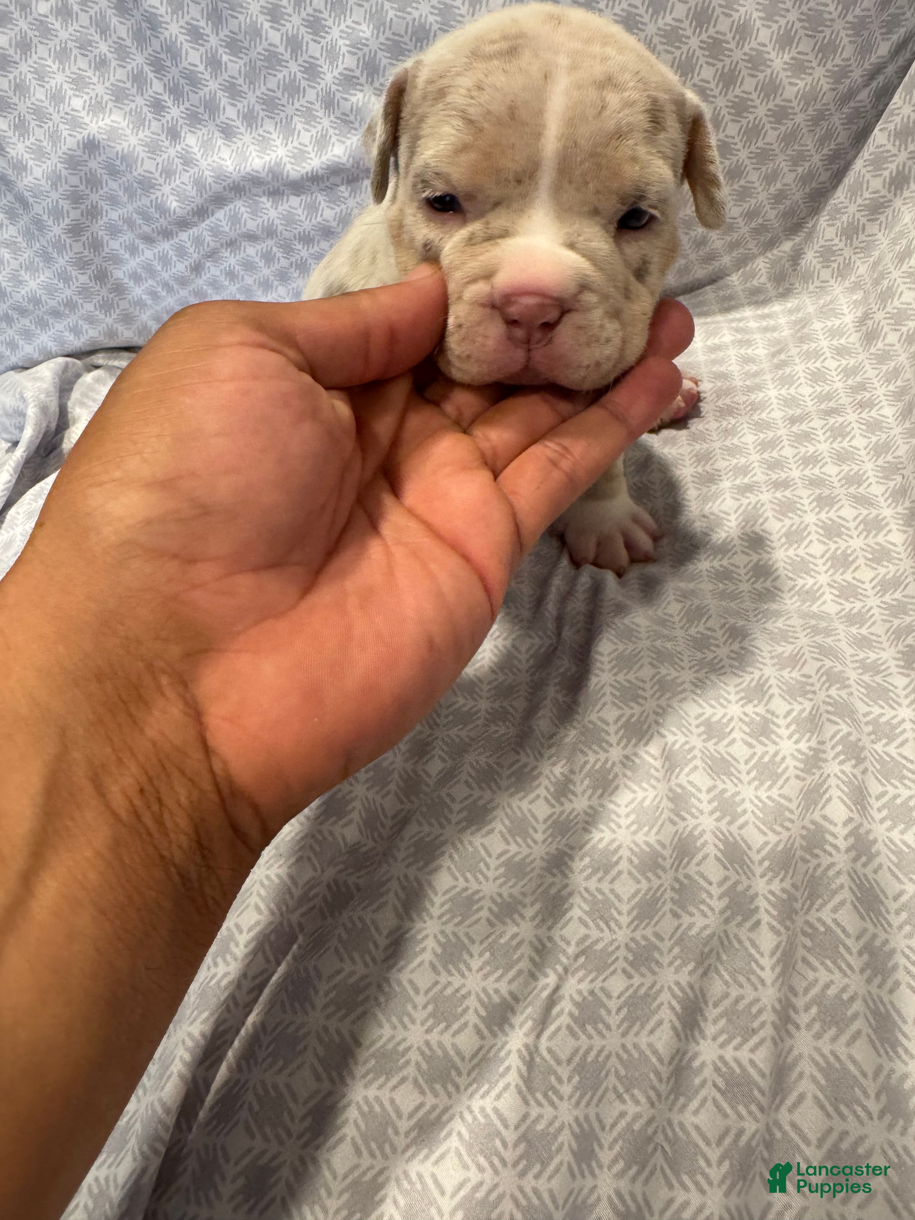 American Bully dogs American Bully Puppy 2 - Ad 1