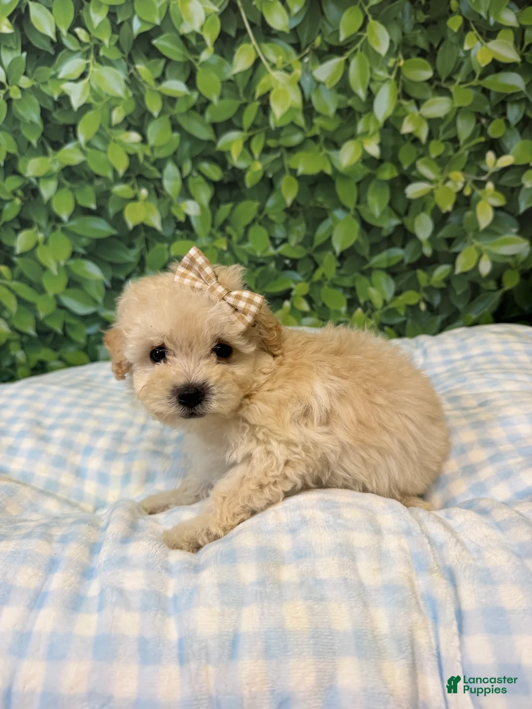 Maltipoo dogs for sale: Ariel  - Ad 2