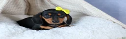 Miniature Dachshund dogs for sale: 🐾 MEET VANCE 🐶❤️ - Ad 6