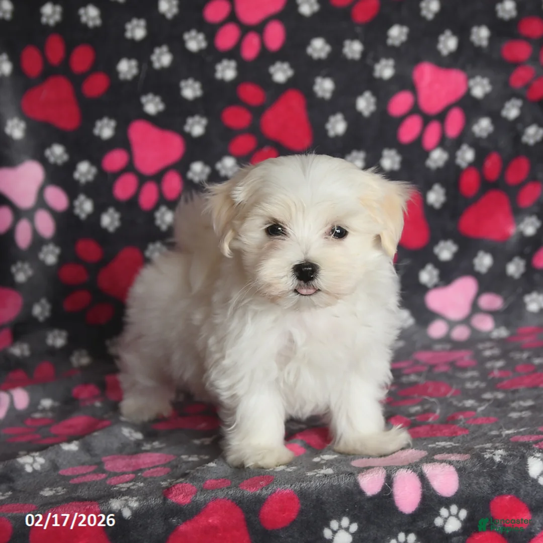 Maltese dogs for sale: Felix - Ad 3