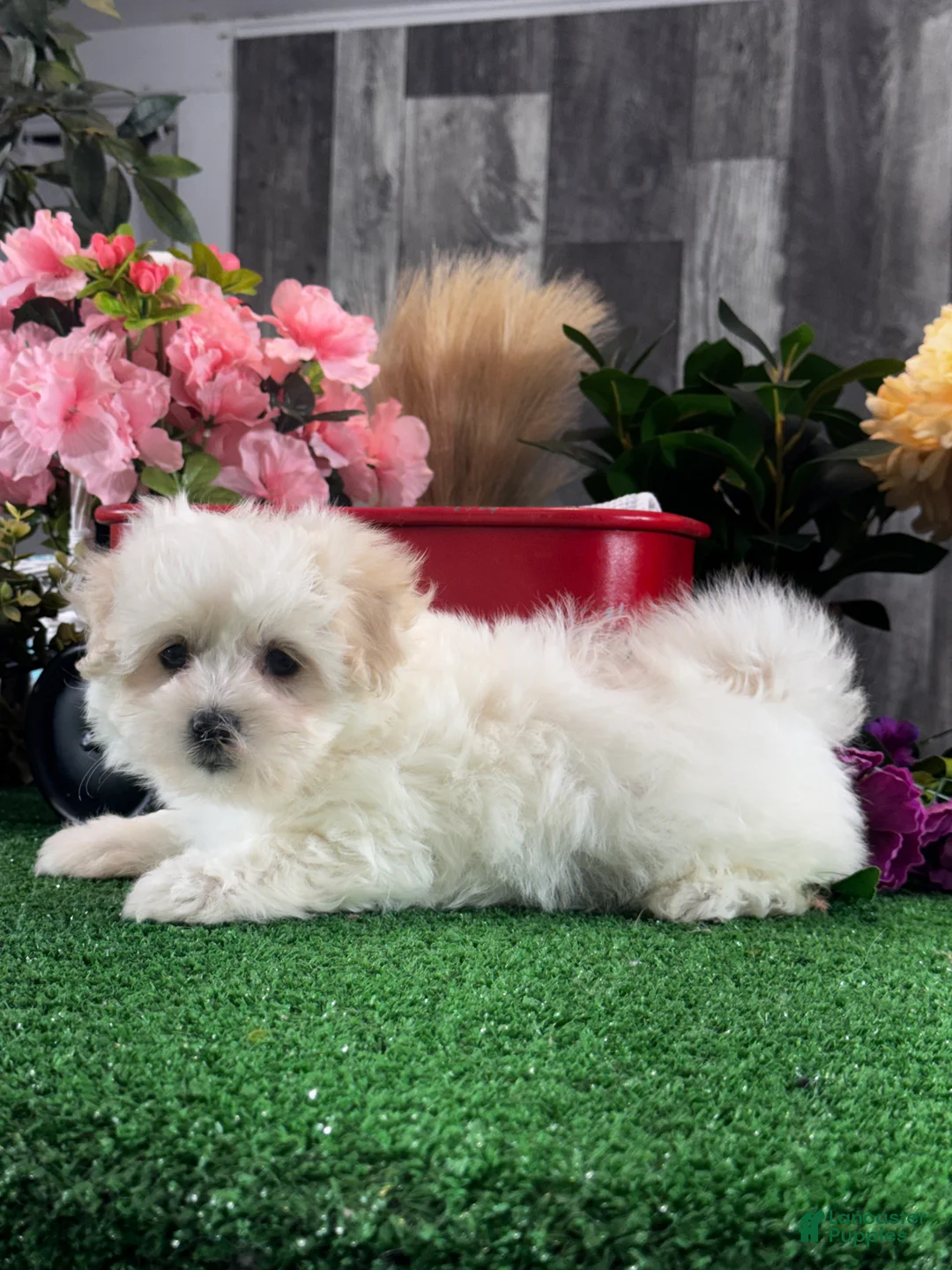 Mixed Breed dogs for sale: Lila - Ad 1