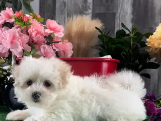 Mixed Breed dogs Lila - Ad 18