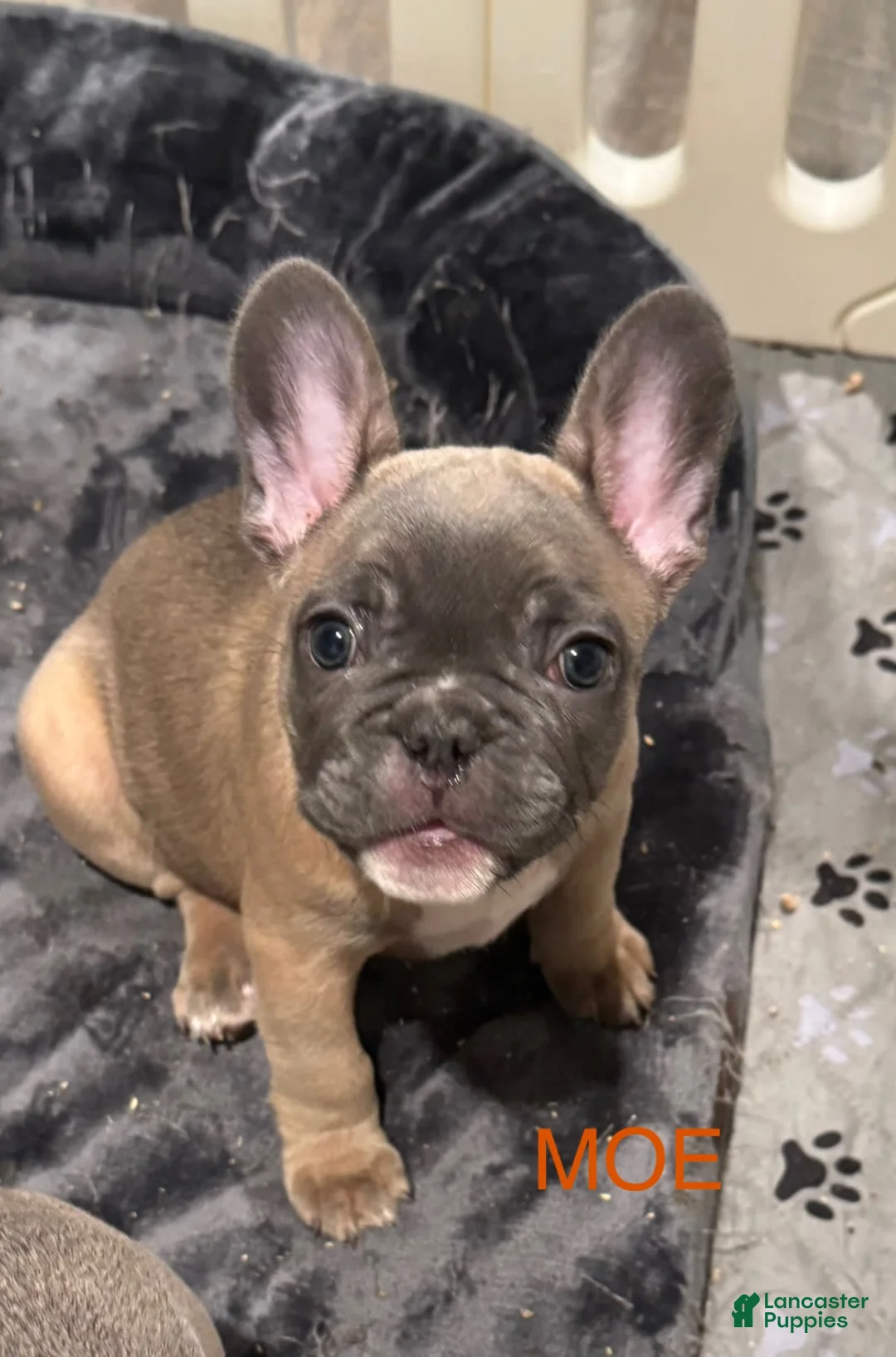 French Bulldog dogs for sale: Zeus - Ad 6