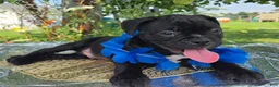 Olde English Bulldogge dogs for sale: Woody - Ad 3