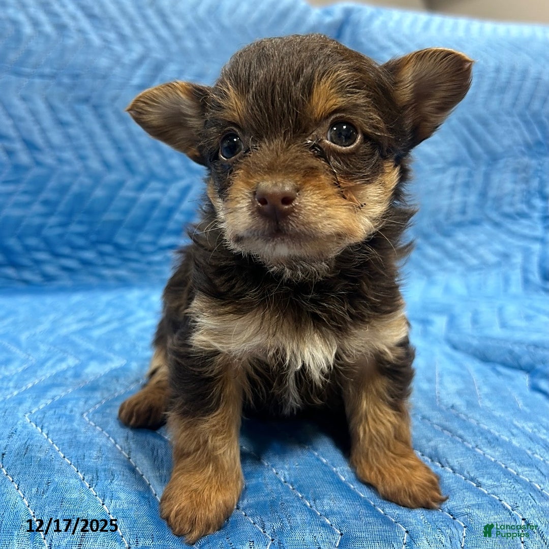 Yorkiepoo dogs for sale: Tiffany - Ad 3
