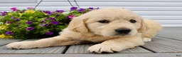 Golden Retriever dogs for sale: Zoey - Ad 5