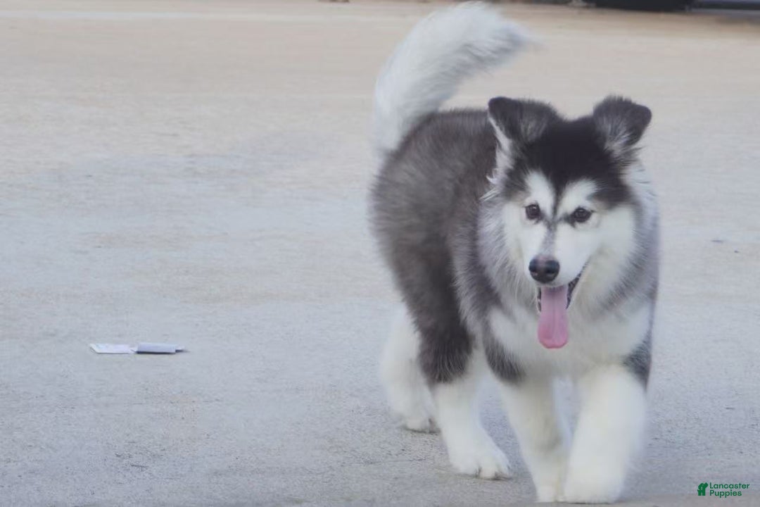Alaskan Malamute dogs for sale: Xiao Hong - Ad 30
