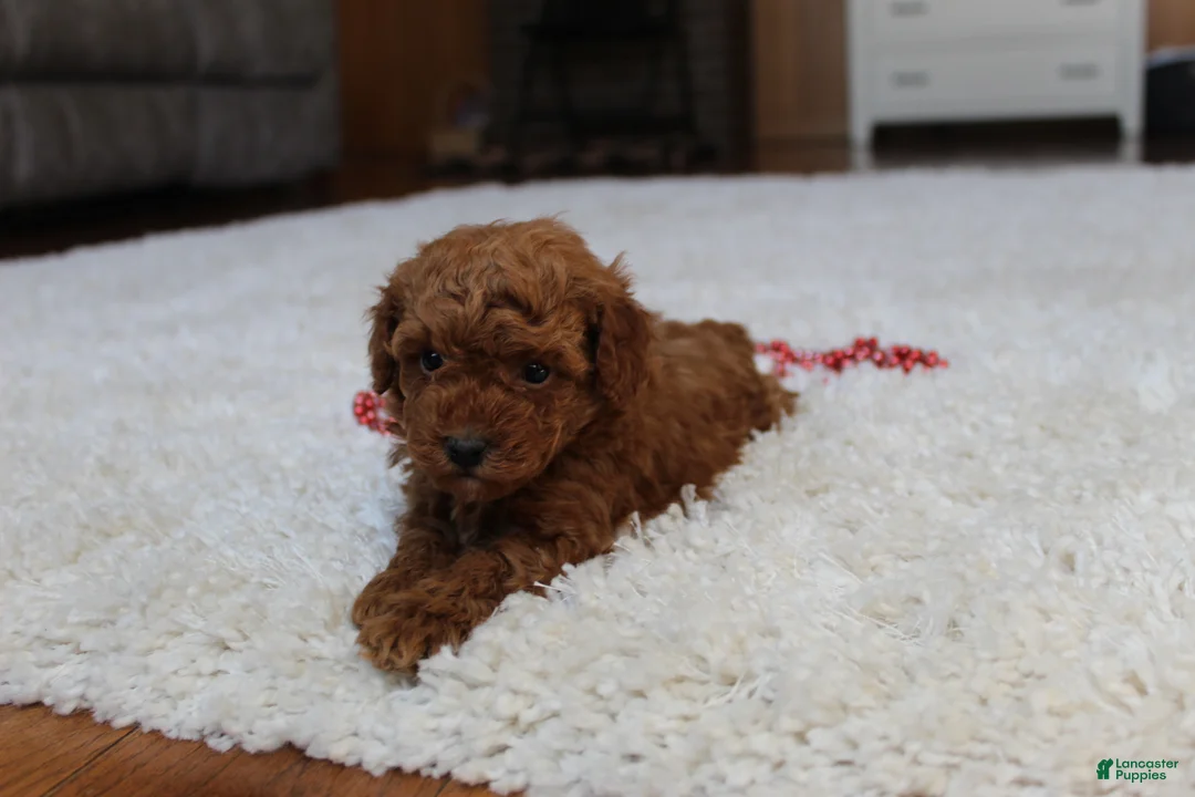 Toy Poodle dogs for sale: Malcohm - Ad 8