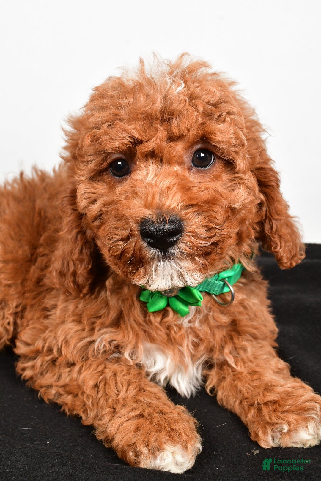 Cavapoo dogs for sale: Shadow - Ad 5