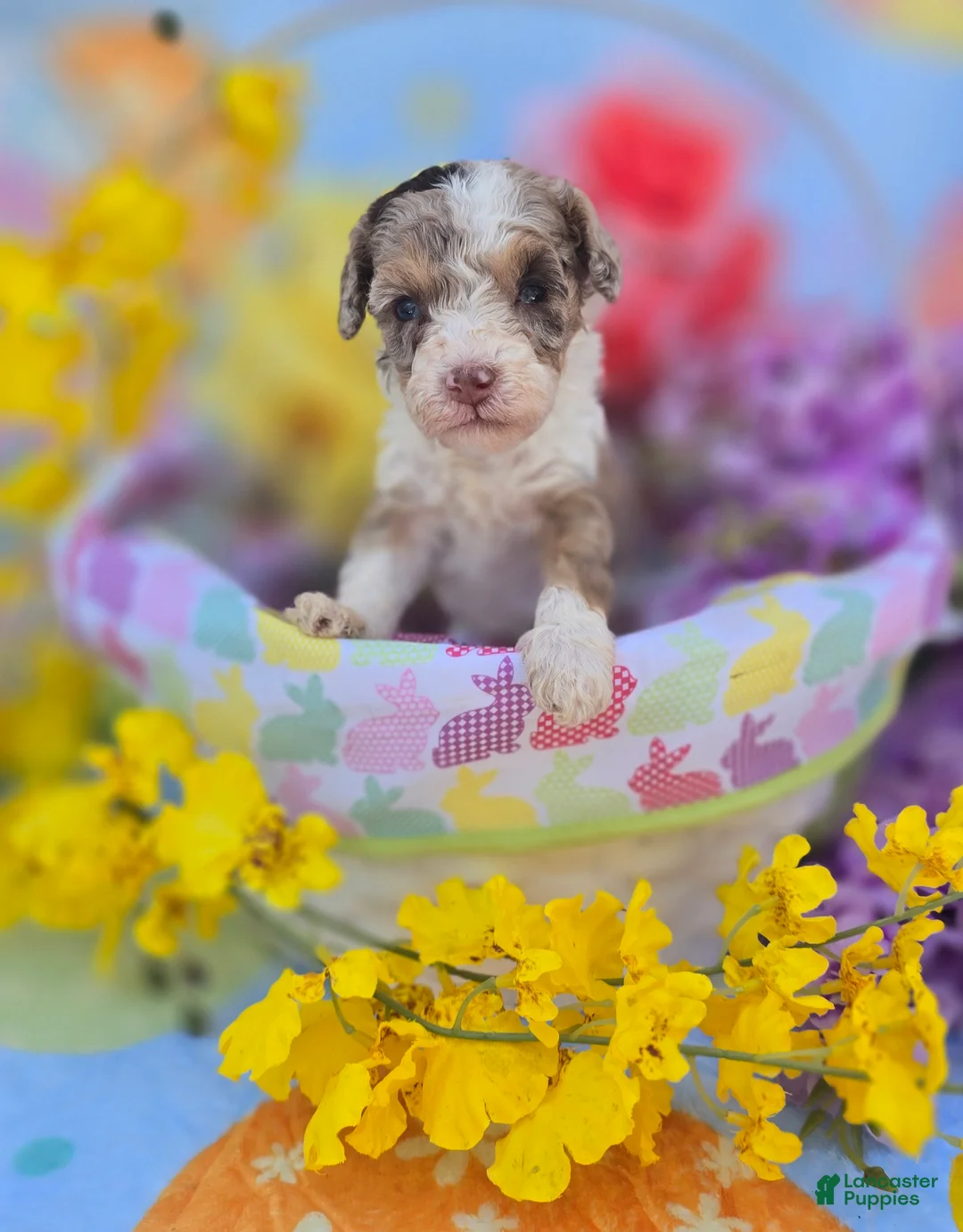 Maltipoo dogs for sale: Kiton - Ad 1