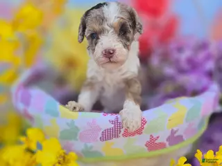 Maltipoo dogs Kiton - Ad 17