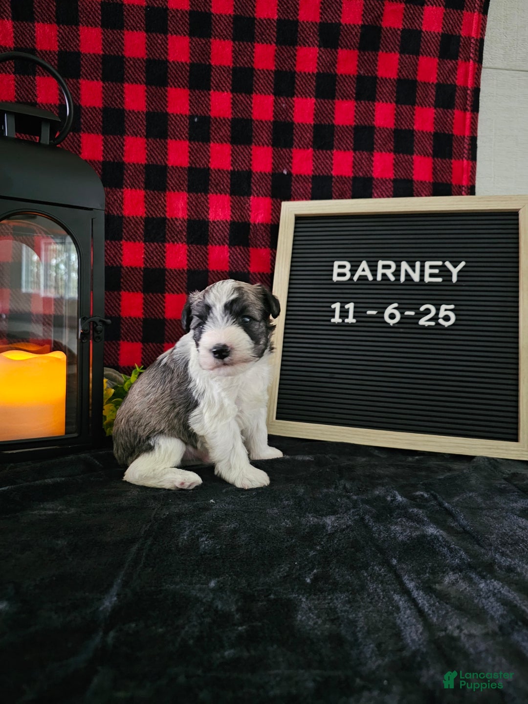 Miniature Schnauzer dogs for sale: Barney - Ad 5