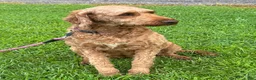Irish Doodle dogs for sale: Maggie - Ad 13