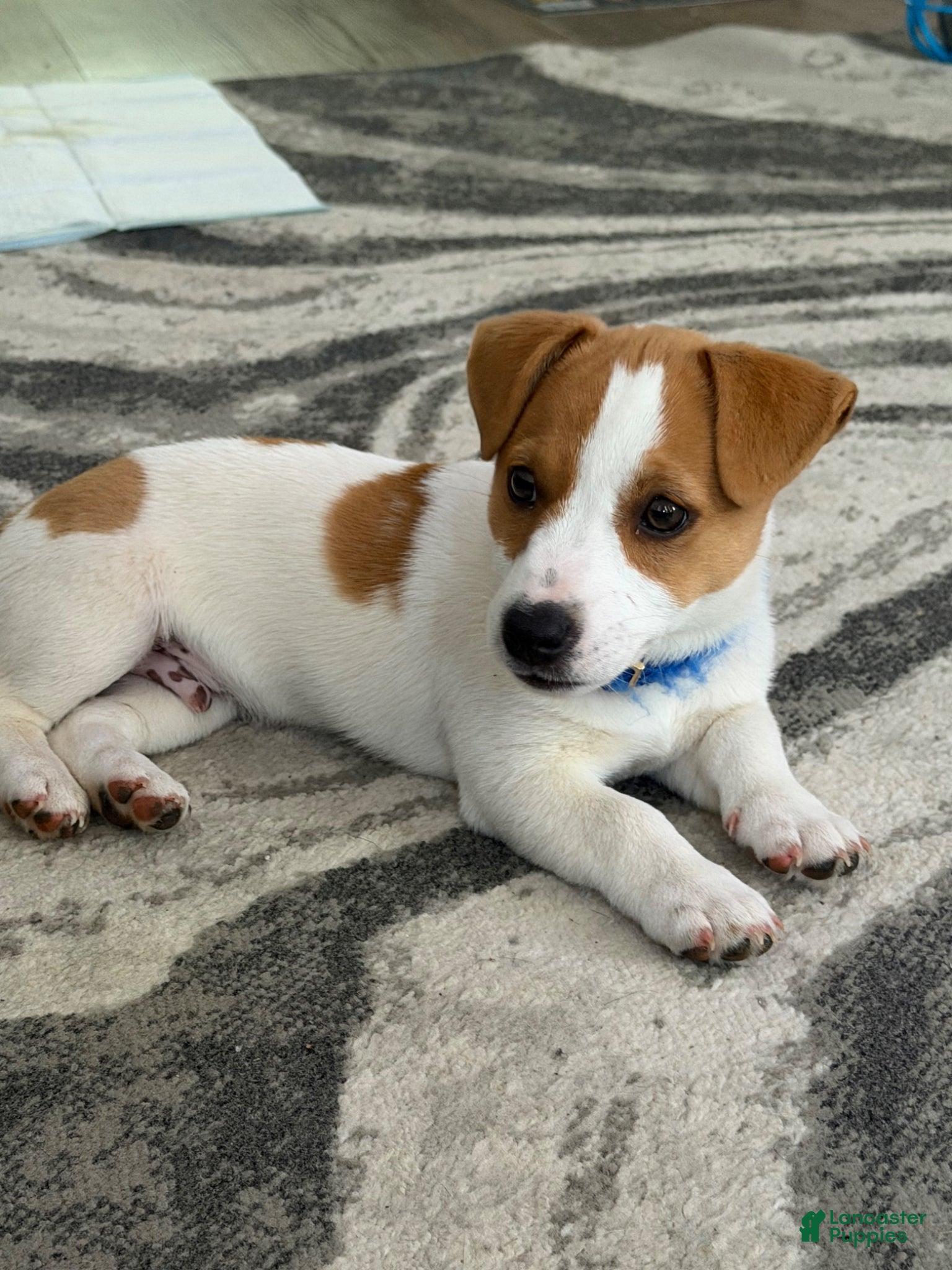 Mixed Breed dogs Dakota - Ad 9