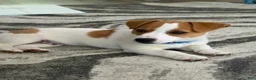 Mixed Breed dogs for sale: Dakota - Ad 1