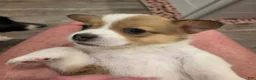 Mixed Breed dogs for sale: Male 2 - Ad 9