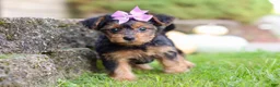 Yorkiepoo dogs for sale: Poppy - Ad 3
