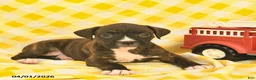 Boxer dogs for sale: Jessica  - Ad 5