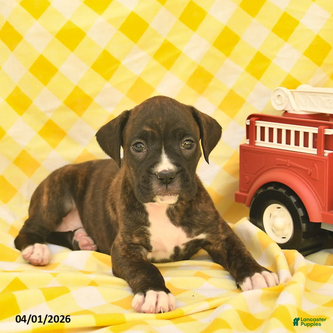 Boxer dogs for sale: Jessica  - Ad 5