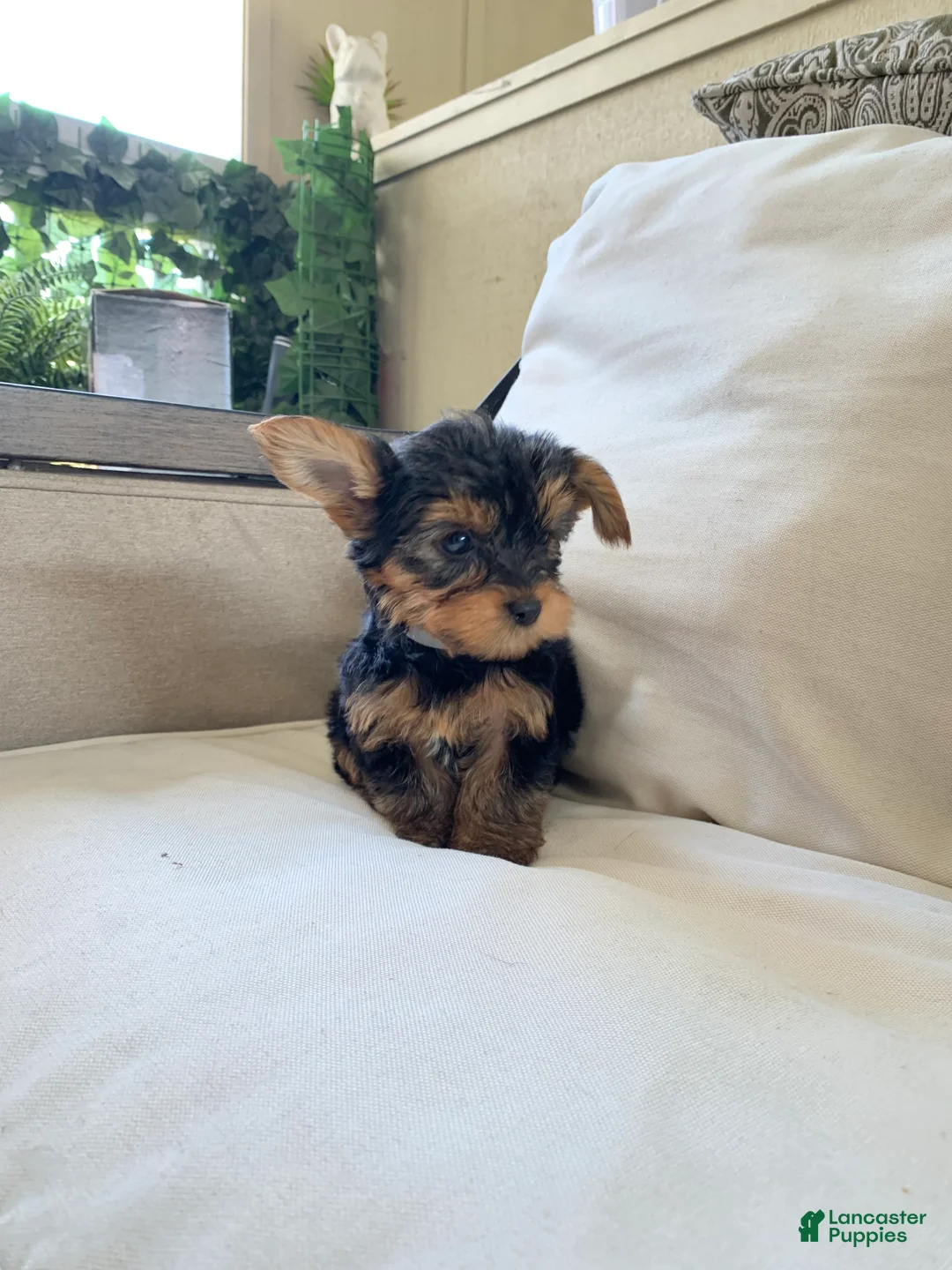Yorkshire Terrier dogs for sale: Max - Ad 2