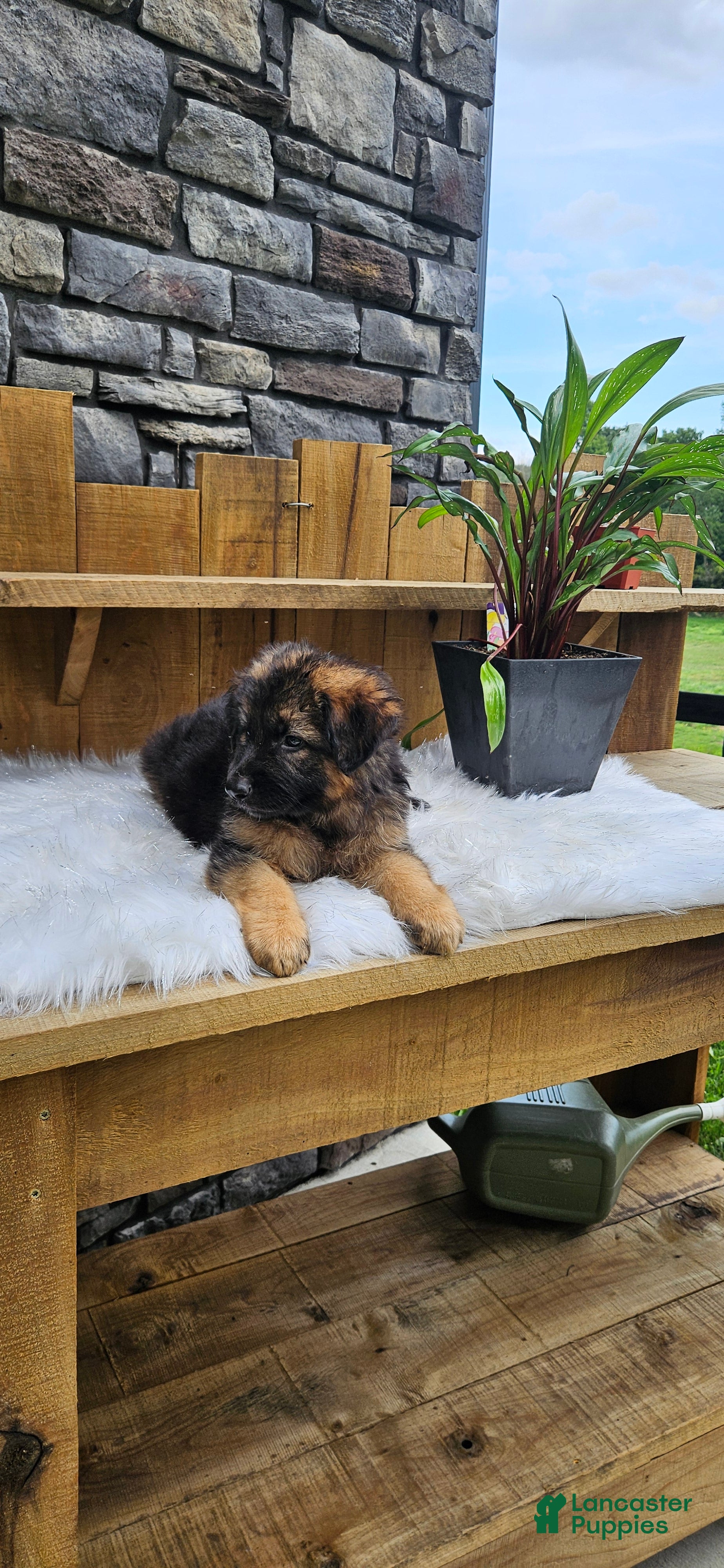 German Shepherd dogs German Shepherd 3 - Ad 1