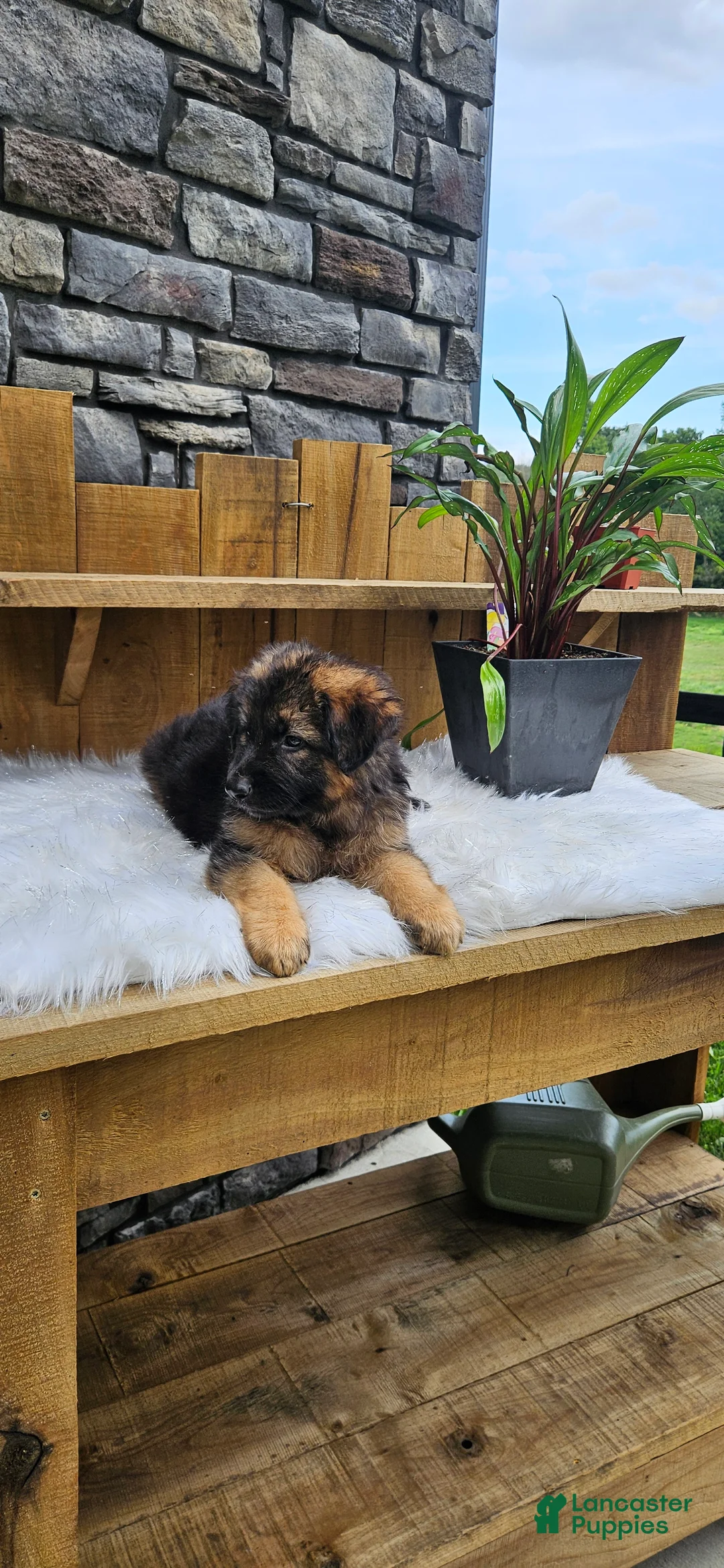 German Shepherd dogs for sale: German Shepherd 3 - Ad 1